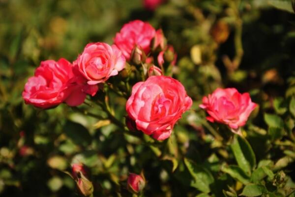 月季花品種大全,月季花的5大品種
