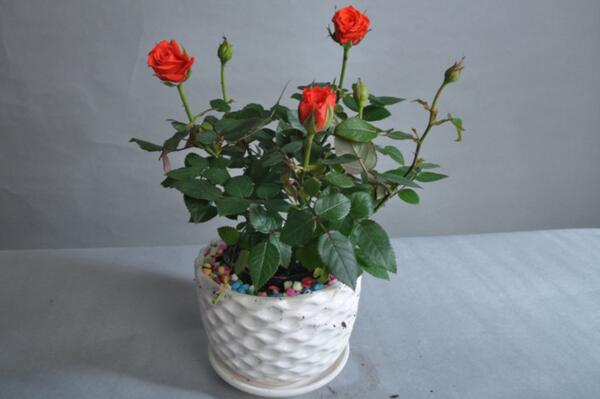 月季花品種大全,月季花的5大品種