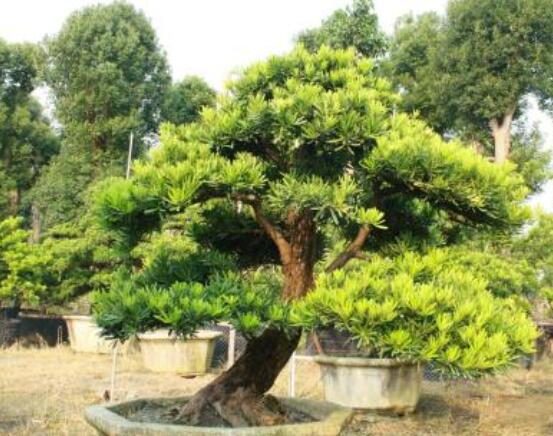 羅漢鬆盆景修剪技巧,教你三種修剪方法(疏剪/短剪/縮剪)