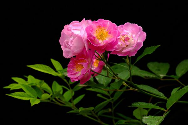 薔薇花什麼季節種植,一年四季都可以