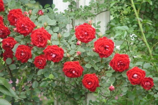 薔薇花什麼季節種植,一年四季都可以