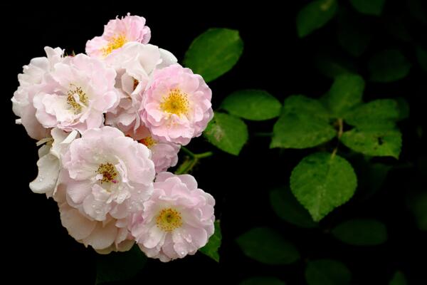 薔薇花什麼季節種植,一年四季都可以