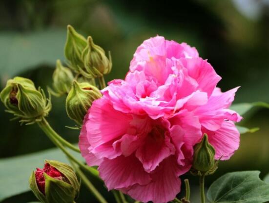 芙蓉花的功效與作用,淨化空氣、固土護坡、調經止血