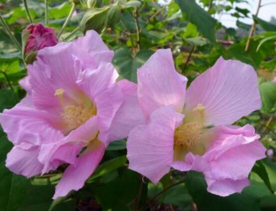 芙蓉花的功效與作用,淨化空氣、固土護坡、調經止血