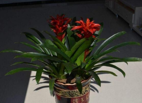 鴻運當頭花爛了怎麼辦,四種原因以及解決辦法