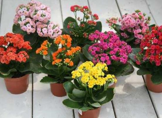 長壽花澆水方法,做到寧幹勿濕、澆則澆透原則(生長期/花期)