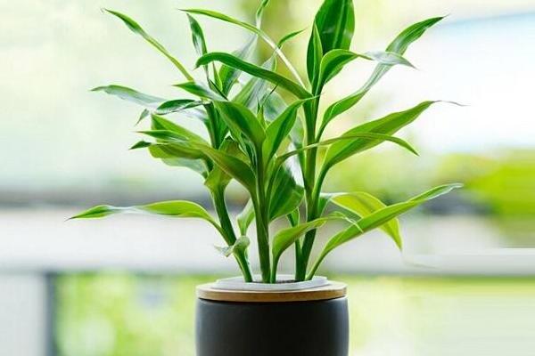 富貴竹葉子發幹怎麼辦，三個種方法教你解決問題
