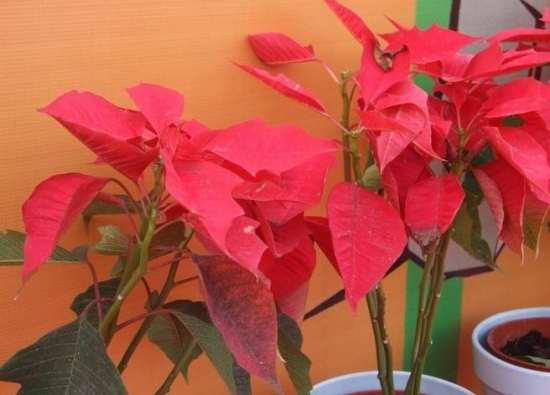 一品紅花放室內對身體有害嗎,可以放在室內但是不要碰到它的汁液