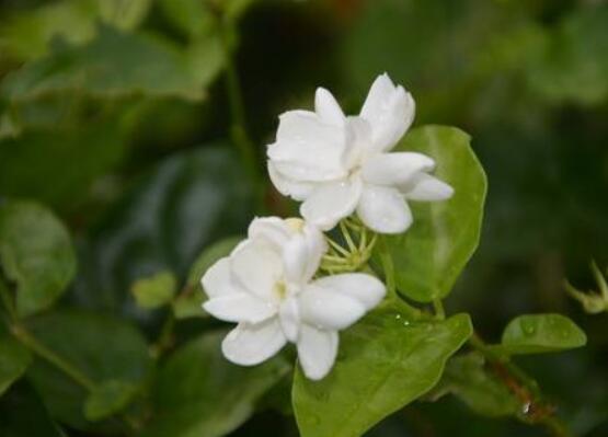 茉莉花什麼時候修剪整枝最好,春秋生長期、春季前休眠期修剪最好