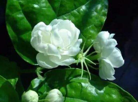 茉莉花什麼時候修剪整枝最好,春秋生長期、春季前休眠期修剪最好
