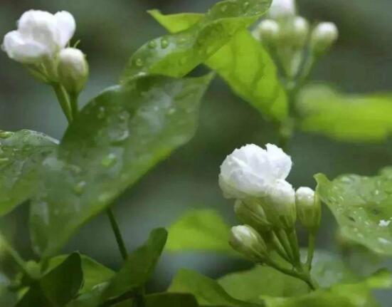 茉莉花什麼時候修剪整枝最好,春秋生長期、春季前休眠期修剪最好
