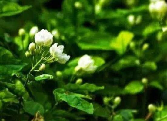 茉莉花什麼時候修剪整枝最好,春秋生長期、春季前休眠期修剪最好