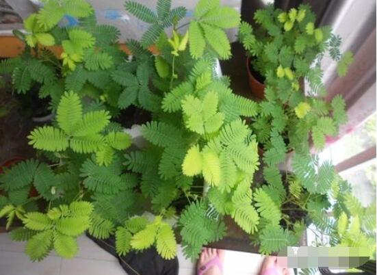 含羞草為什麼會害羞呢,原理為葉子膨壓作用(葉柄所含水分)