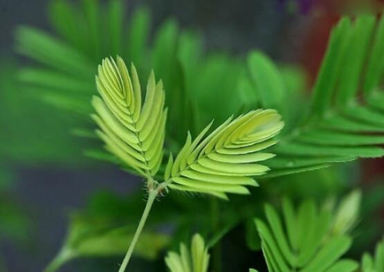 含羞草的作用與功效,預測地震、消腫止痛