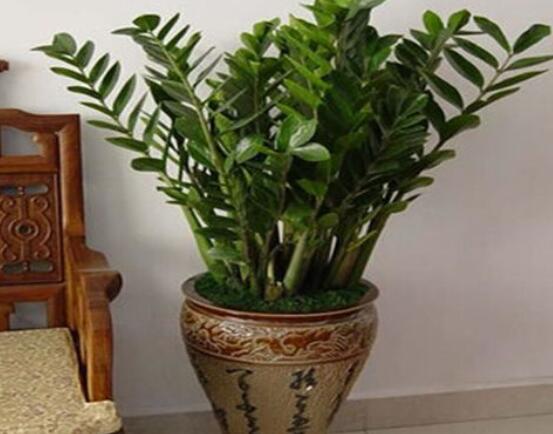 怎樣種植金錢樹,擇健康種子、合適的花盆以及盆土