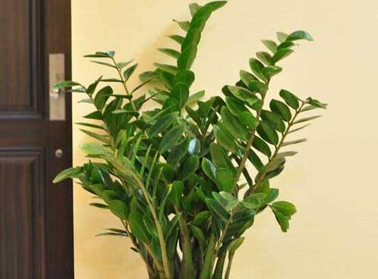 怎樣種植金錢樹,擇健康種子、合適的花盆以及盆土