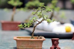 盆栽六月雪不吉利嗎，六月雪放在家裏對風水
