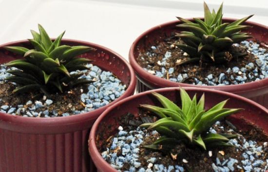 蘆薈用什麼盆,盆體透氣性好/結實耐用即可