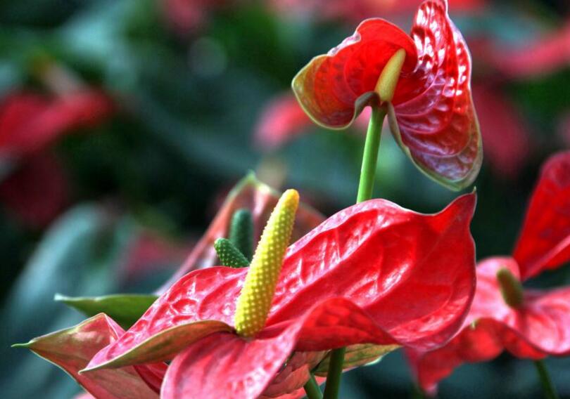 紅掌花枯萎了怎麼辦，適量澆水/充足光照可以挽救