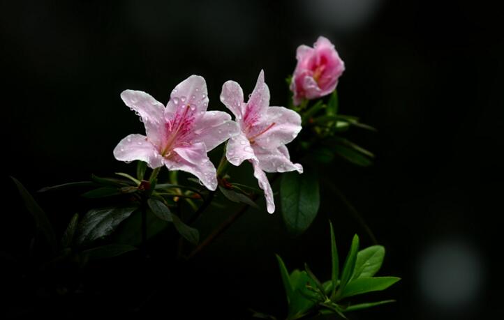 家裏養杜鵑花好嗎,不僅能裝飾家居還能清新空氣