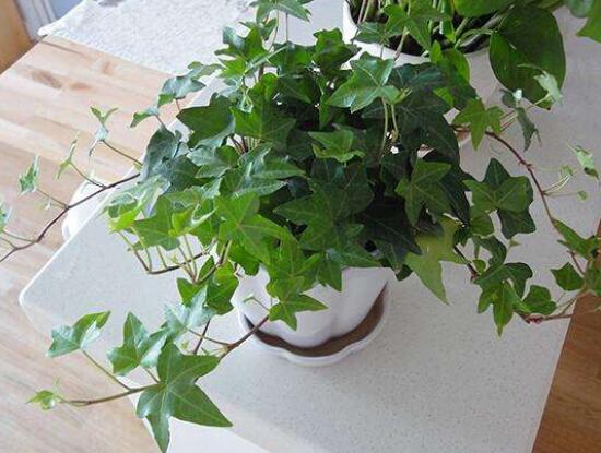 爬山虎和常春藤怎麼區分，盤點三種區別方法(屬性/株型/生長習性)