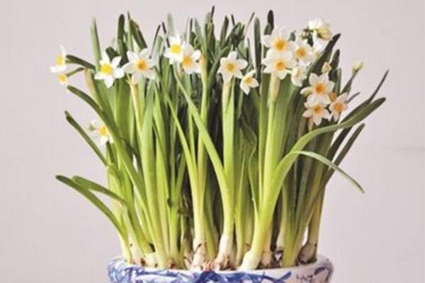 水仙花怎麼繁殖，播種繁殖最方便
