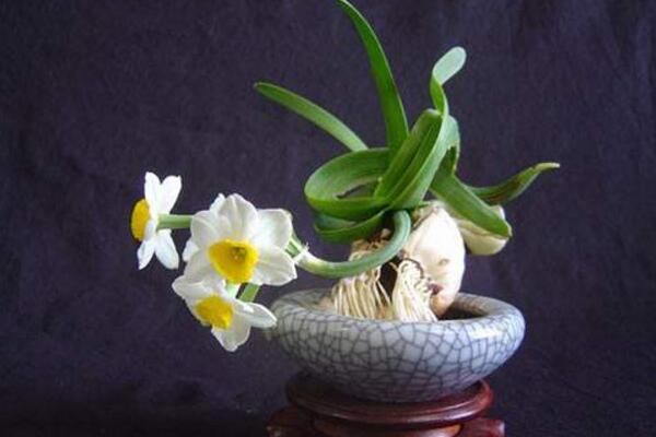 水仙花怎麼繁殖，播種繁殖最方便