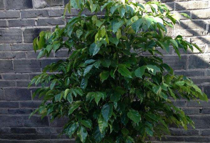 室內養平安樹的好處,旺運勢還健康