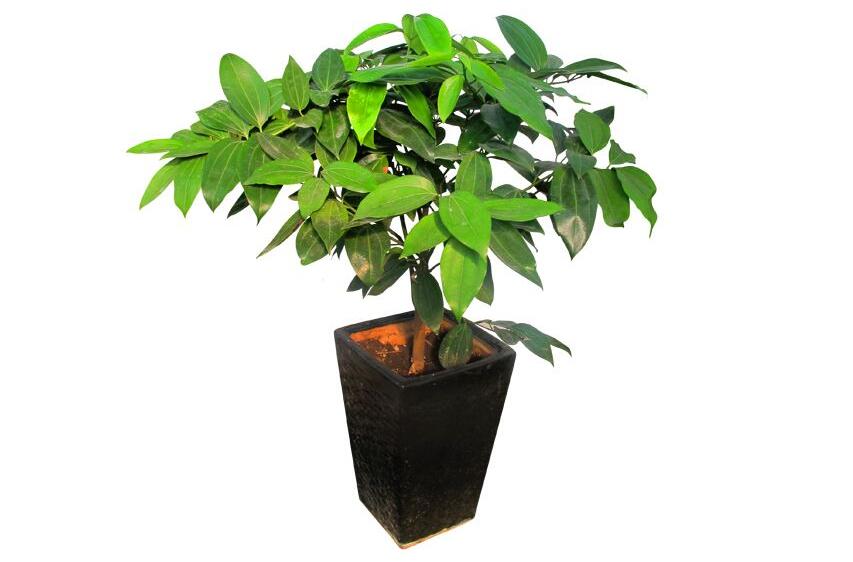 室內養平安樹的好處,旺運勢還健康