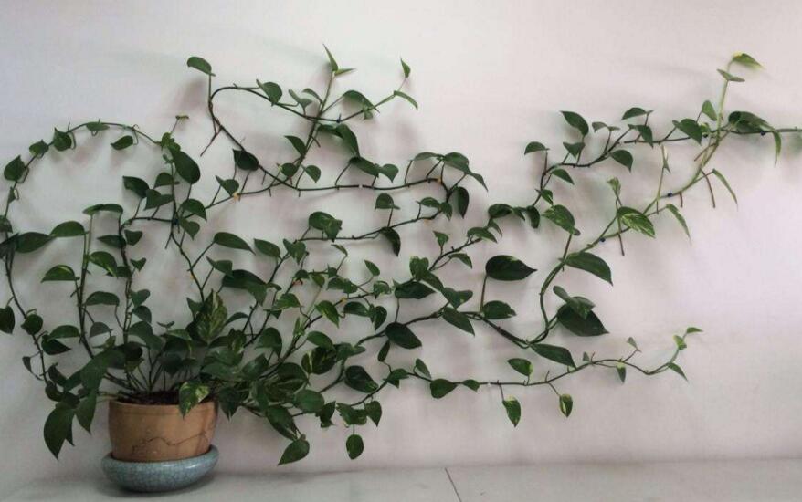 綠蘿修剪方法,不同類型有著不同的修剪方法