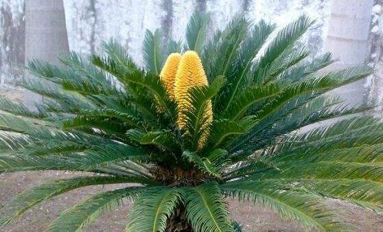 蘇鐵開花有什麼征兆,開花之後是不會死的