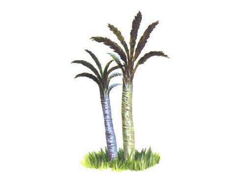 蘇鐵開花有什麼征兆,開花之後是不會死的