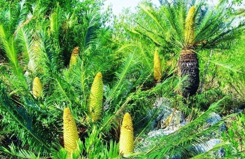蘇鐵開花有什麼征兆,開花之後是不會死的