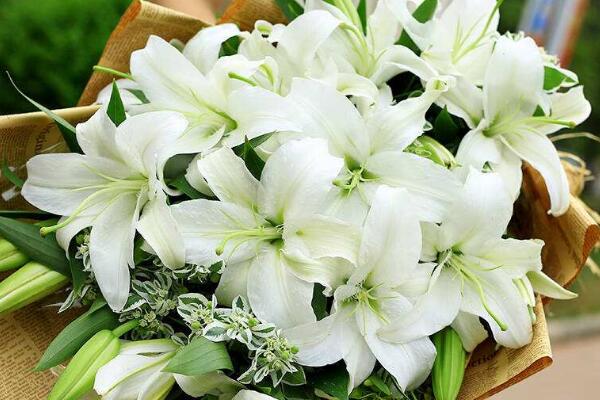 百合花花語代表什麼,家庭美滿、偉大的愛