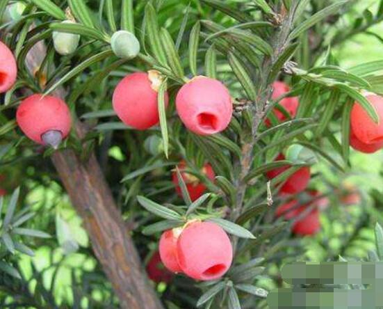紅豆杉泡水喝的功效,防癌抗癌、增強免疫力、消炎抑菌