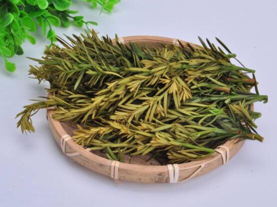 紅豆杉泡水喝的功效,防癌抗癌、增強免疫力、消炎抑菌