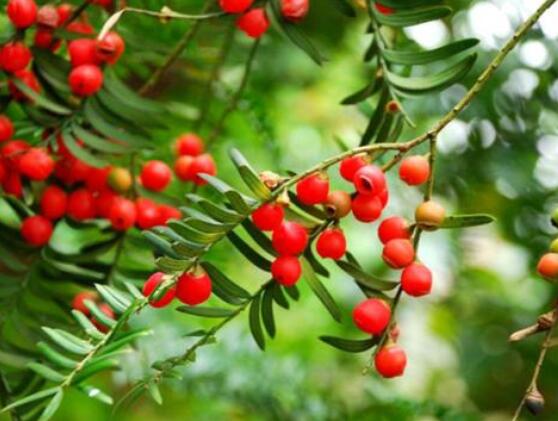 紅豆杉泡水喝的功效,防癌抗癌、增強免疫力、消炎抑菌