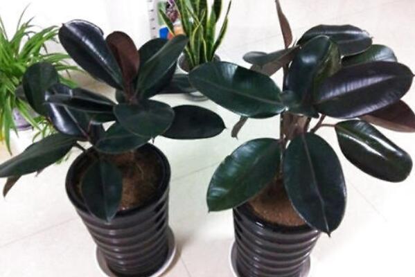 橡皮樹的養殖方法,保證植株生長的5大要點