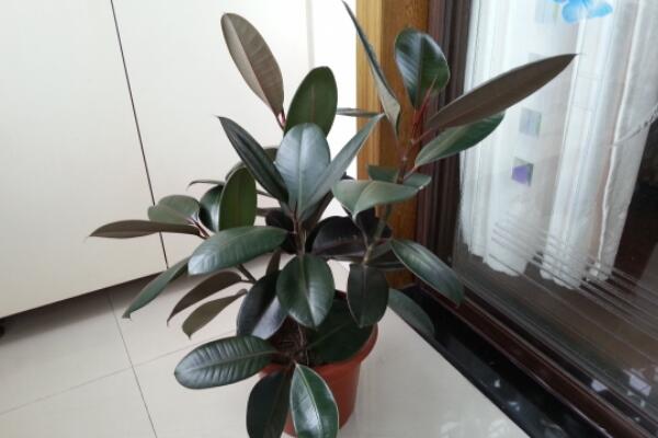 橡皮樹的養殖方法,保證植株生長的5大要點