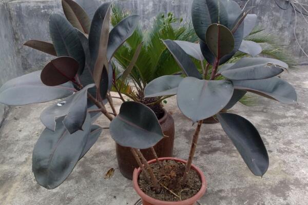 橡皮樹的養殖方法,保證植株生長的5大要點