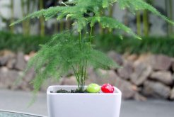 文竹用什麼花盆好看，紫砂盆不僅好看還適合