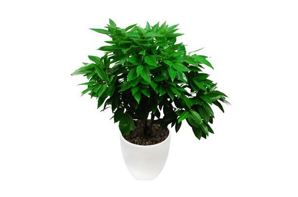 室內養平安樹的好處,旺運勢還健康