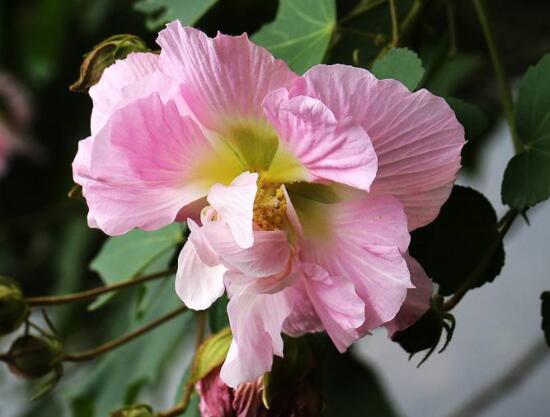 木芙蓉花的病蟲害及其防治，盤點四種常見病蟲害