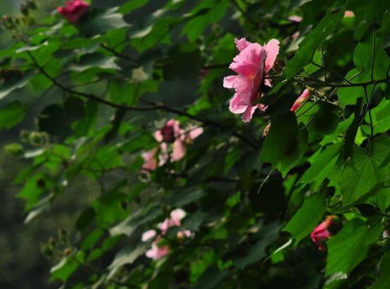 木芙蓉花的病蟲害及其防治，盤點四種常見病蟲害