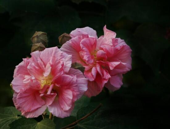 木芙蓉花的病蟲害及其防治，盤點四種常見病蟲害