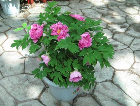牡丹花種植方法,老農歸納最全麵的種植技巧(種植前後)
