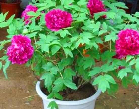 牡丹花種植方法,老農歸納最全麵的種植技巧(種植前後)