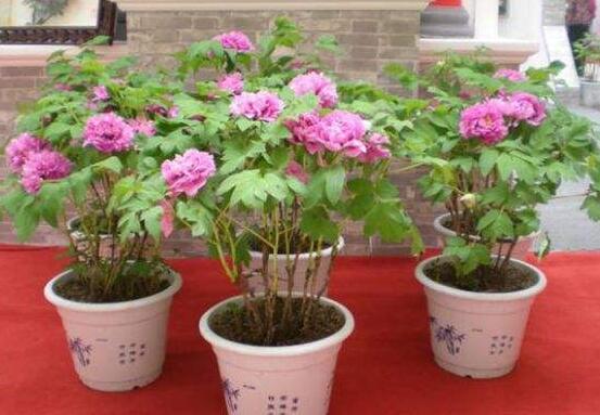 牡丹花種植方法,老農歸納最全麵的種植技巧(種植前後)