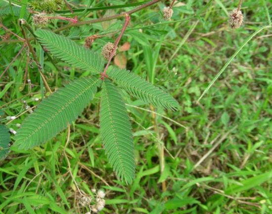 含羞草晚上會閉合嗎，會/屬於一種自然生長澎壓現象