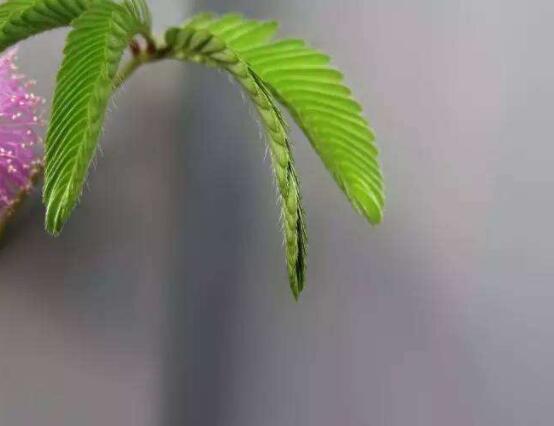 含羞草晚上會閉合嗎，會/屬於一種自然生長澎壓現象